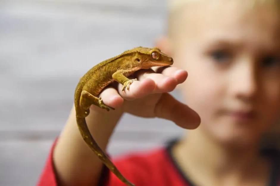 chameleon handling chameleon handling