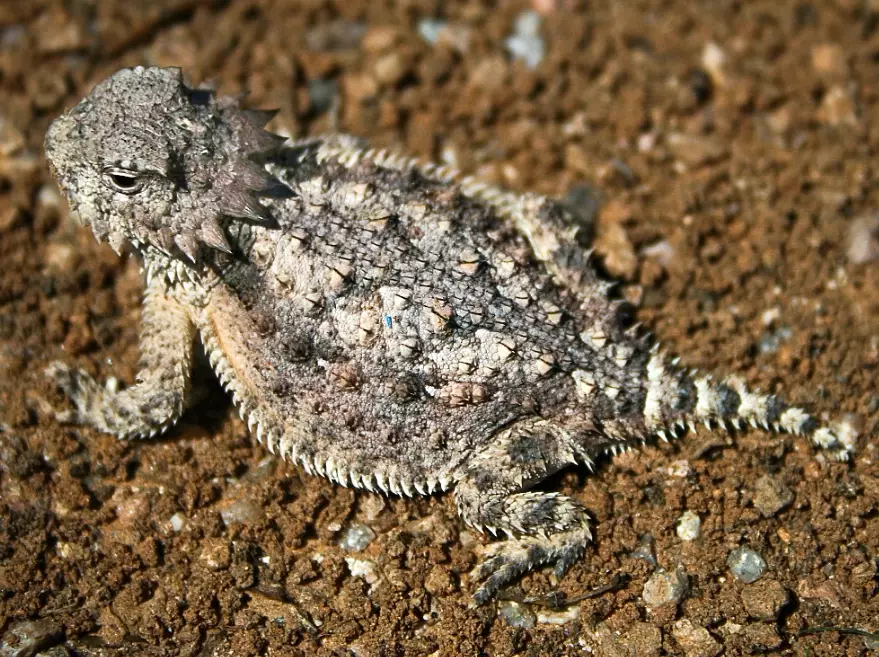 are horned lizards dangerous