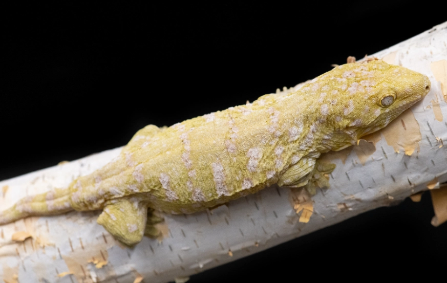 Leachianus gecko bite