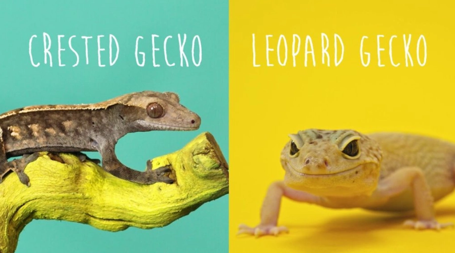 horned gecko vs crested gecko
