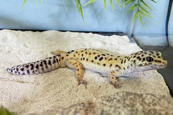 leopard gecko care leopard gecko care