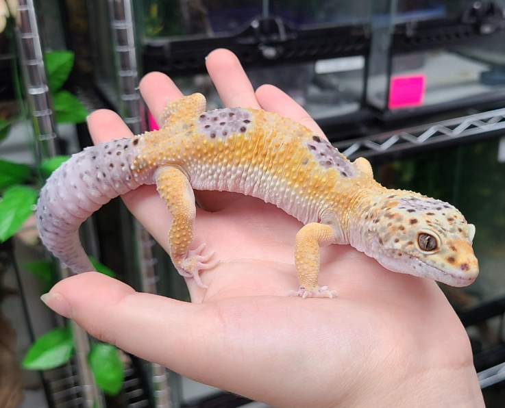 albino leopard gecko lifespan