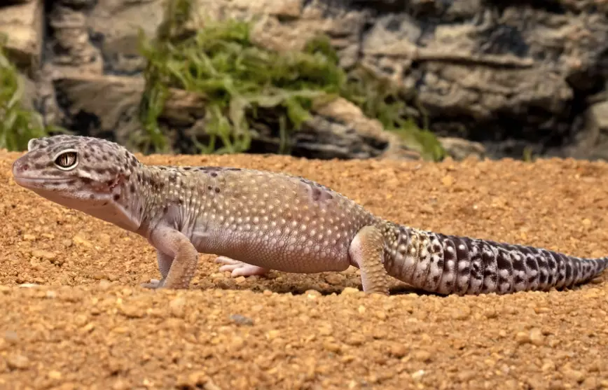 leopard gecko conservation
