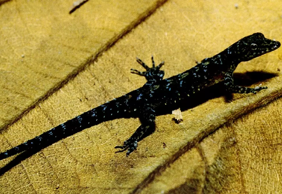 rarest gecko species rarest gecko species