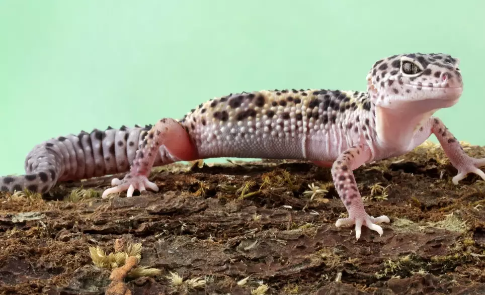 leopard gecko habitat