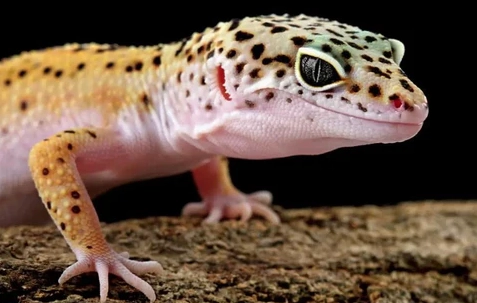 leopard gecko health leopard gecko health