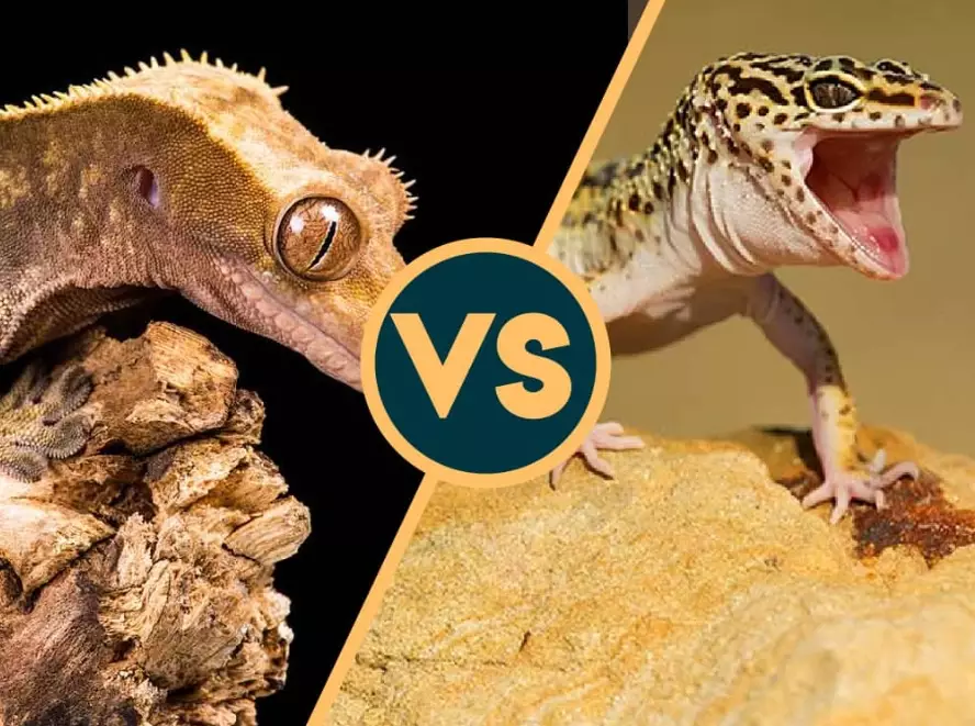horned gecko vs crested gecko