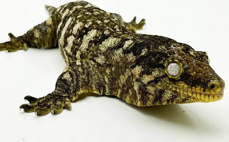 Leachianus gecko bite