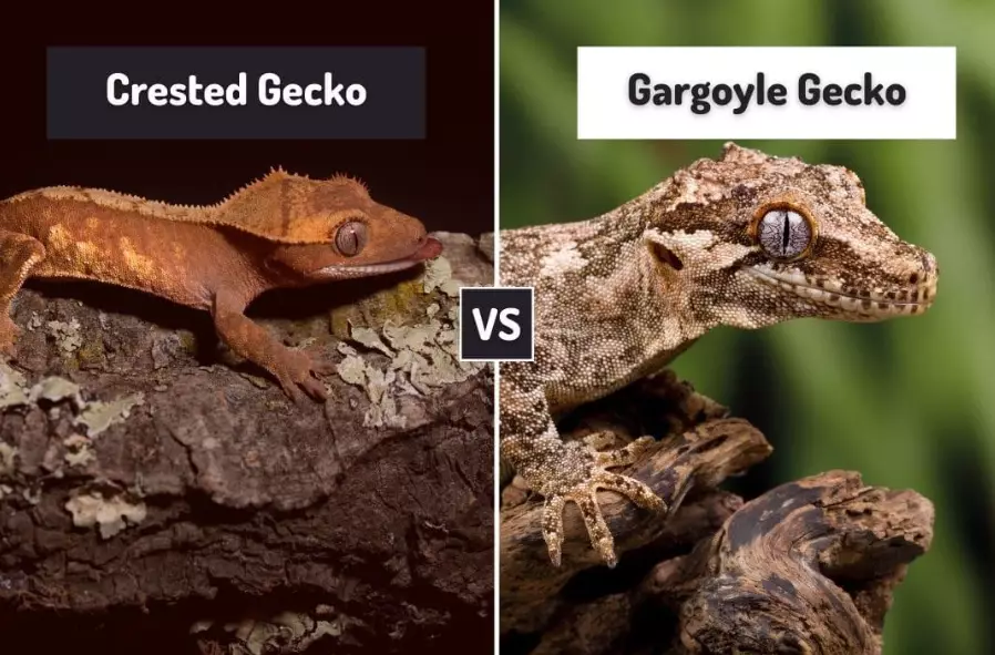 best gecko for beginners