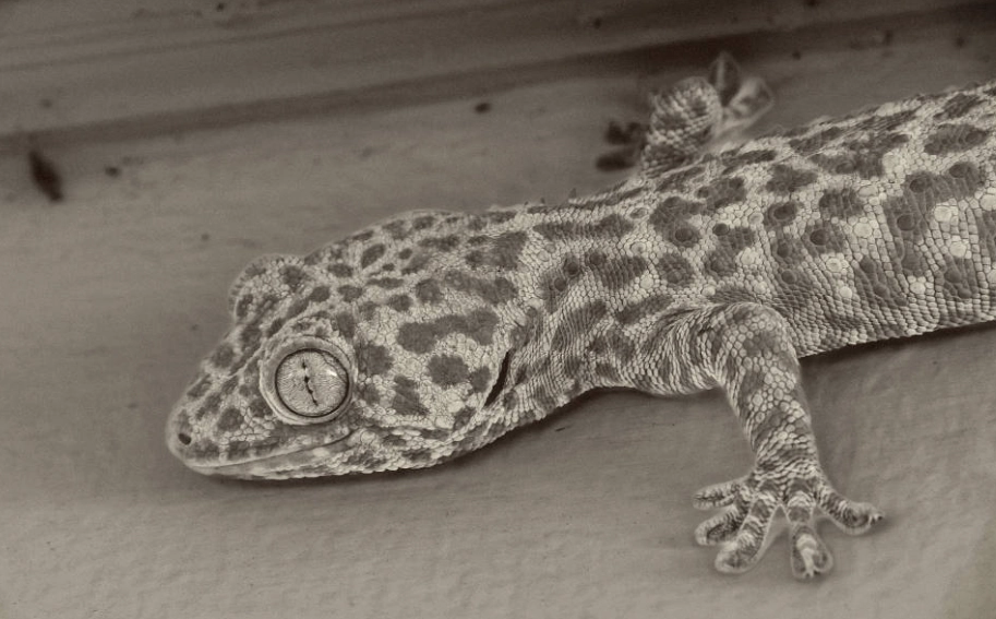 endangered gecko endangered gecko