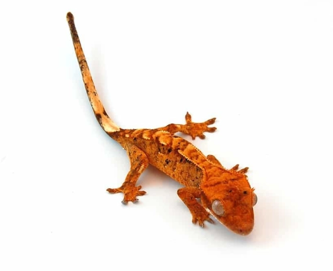 flame harlequin crested gecko flame harlequin crested gecko