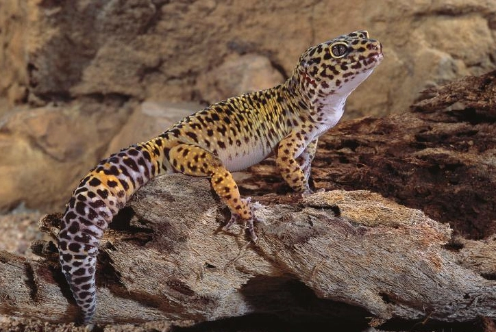 wild leopard gecko behavior