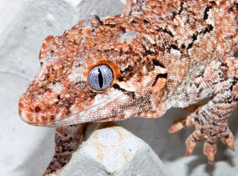 gargoyle gecko setup