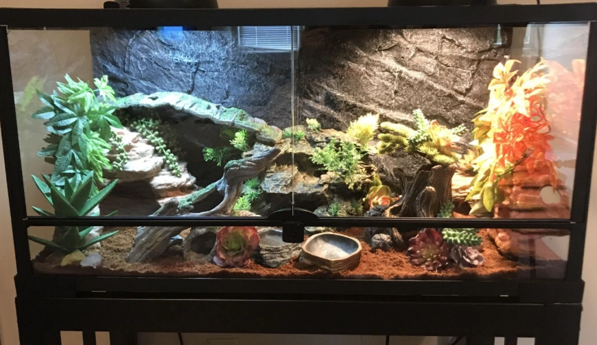 reptile habitat setup