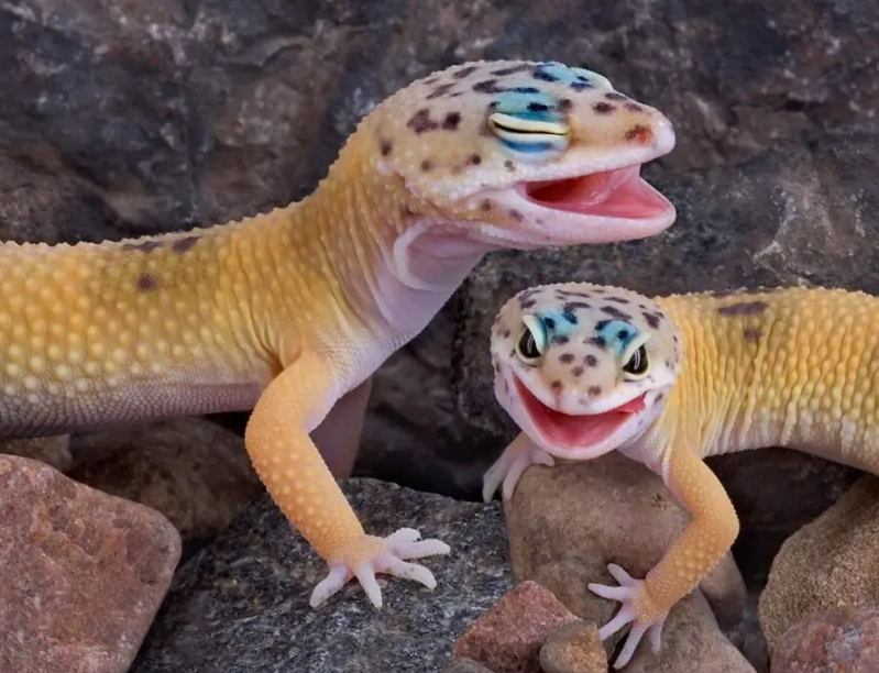wild leopard gecko behavior