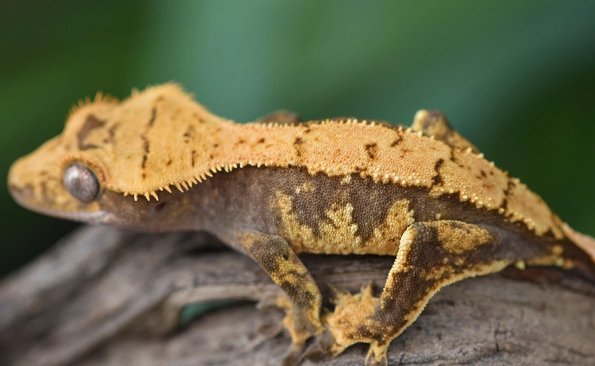 crested gecko genetics
