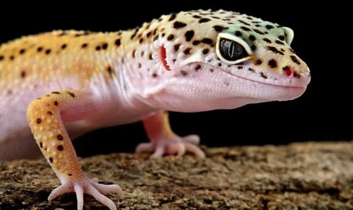female leopard gecko lifespan female leopard gecko lifespan