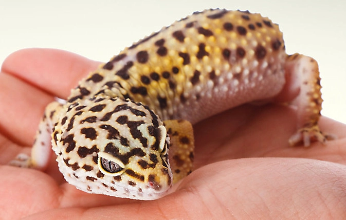 fancy leopard gecko food