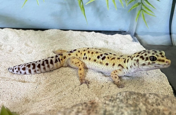 leopard gecko habitat