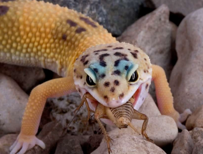 leopard gecko natural habitat food