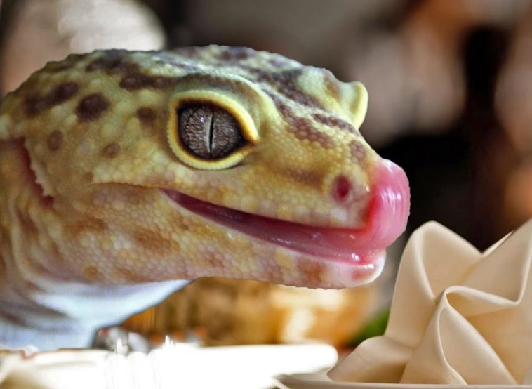 reptile calcium supplement