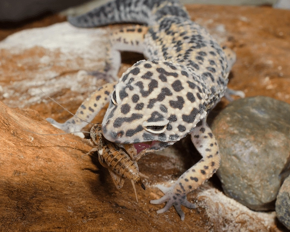 what do leopard geckos eat in the wild