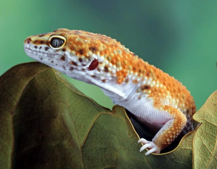 leopard gecko lifespan female