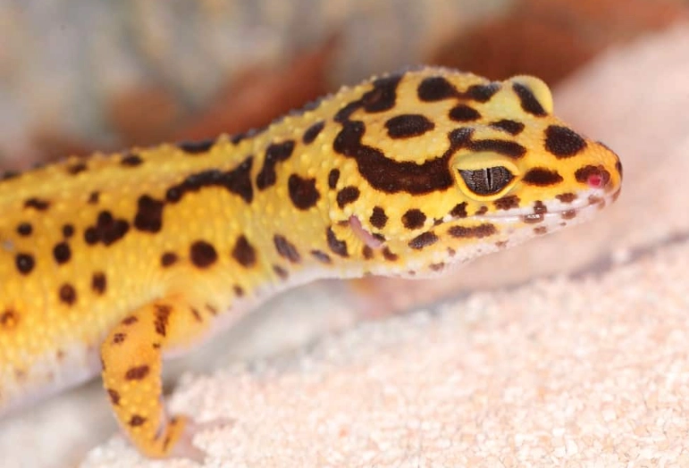 leopard gecko morphs leopard gecko morphs