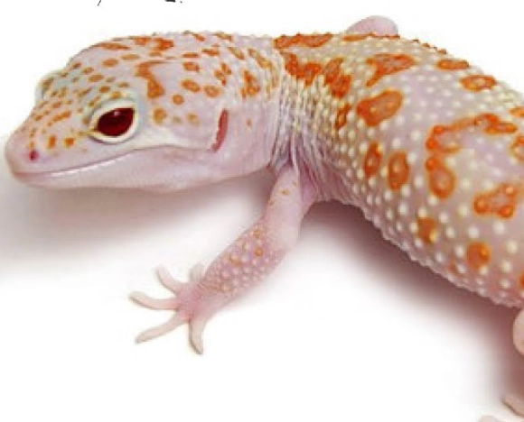 leopard gecko food leopard gecko food