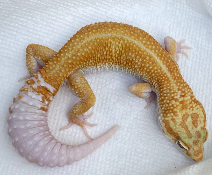 albino leopard gecko care albino leopard gecko care