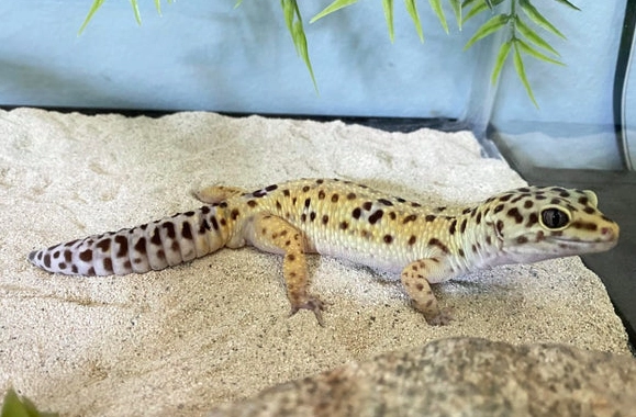 leopard gecko lifespan female