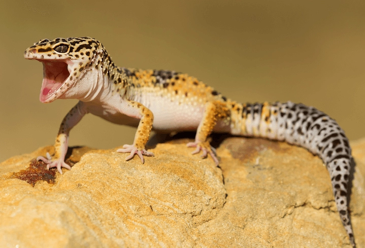 leopard gecko natural habitat food
