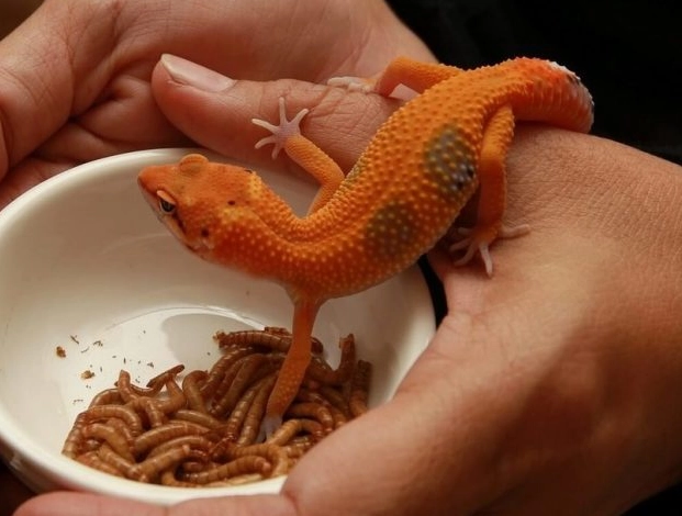 leopard gecko diet leopard gecko diet