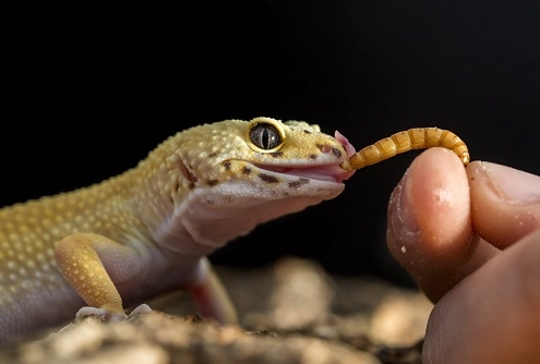 feeding leopard gecko feeding leopard gecko