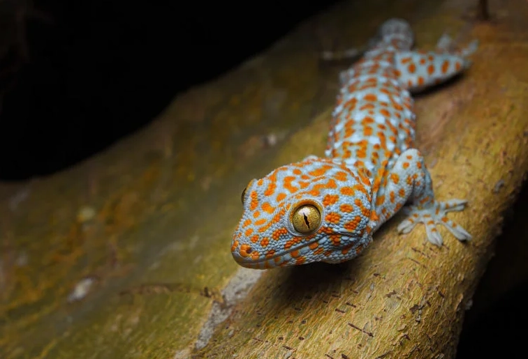 Tokay gecko aggression