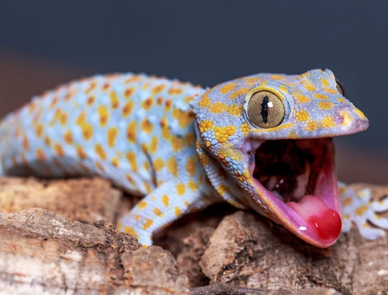 most aggressive gecko