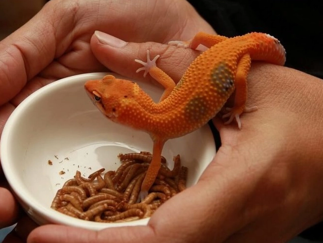 reptile calcium supplement