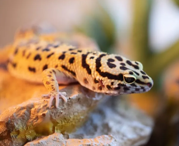 leopard gecko diet leopard gecko diet