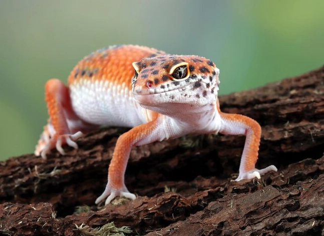 how long do leopard geckos live