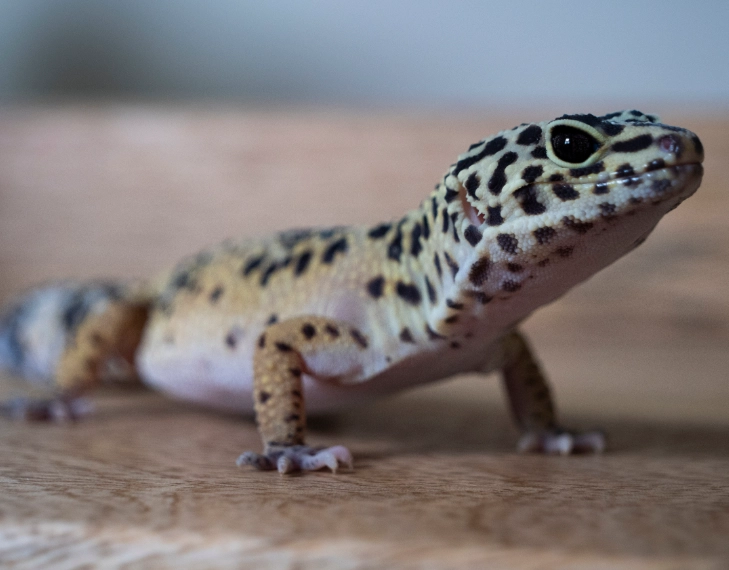 female leopard gecko lifespan female leopard gecko lifespan