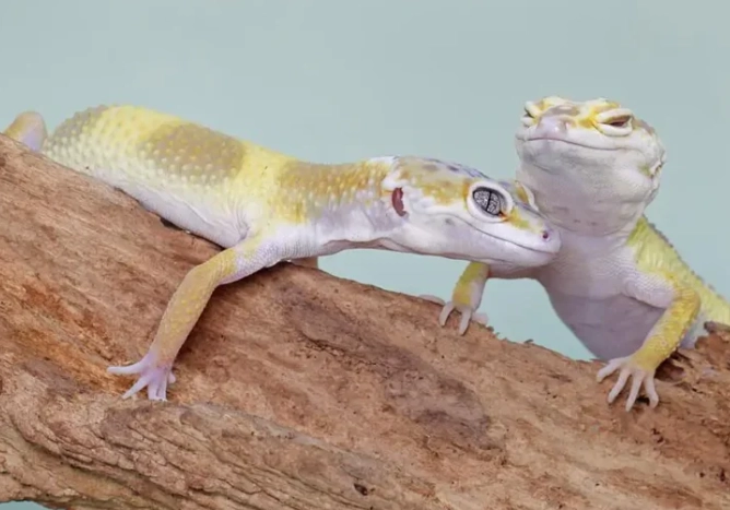 leopard gecko predators