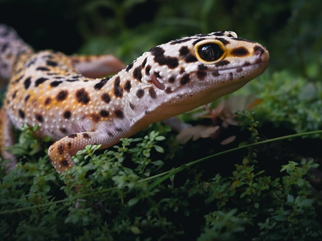 leopard gecko lifespan female