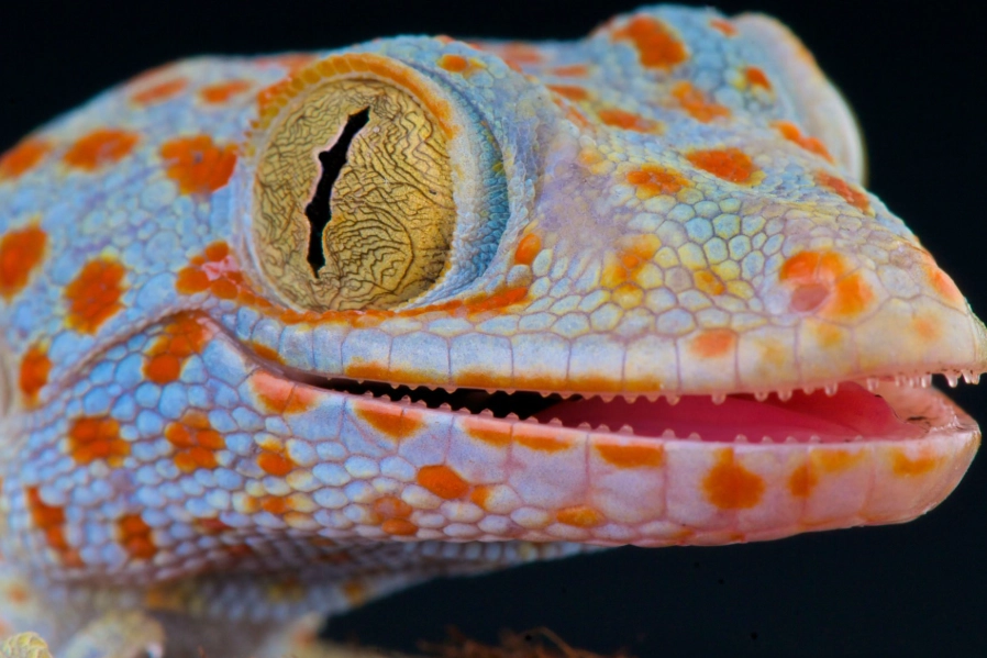 handling aggressive geckos