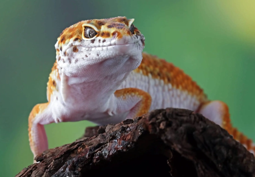 most aggressive gecko