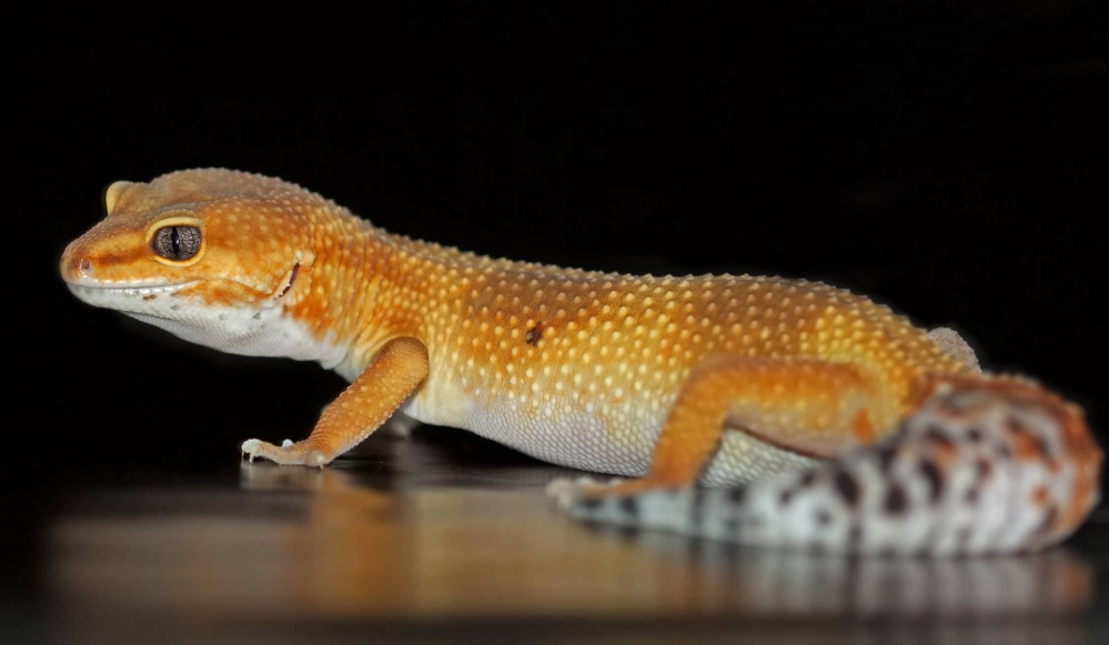 Tokay gecko aggression