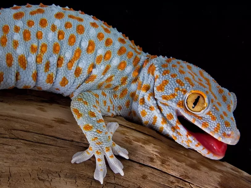 handling aggressive geckos