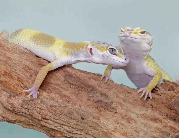 how long do female leopard geckos live how long do female leopard geckos live
