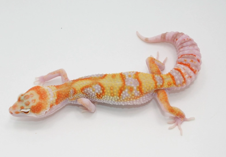 leopard gecko morphs leopard gecko morphs