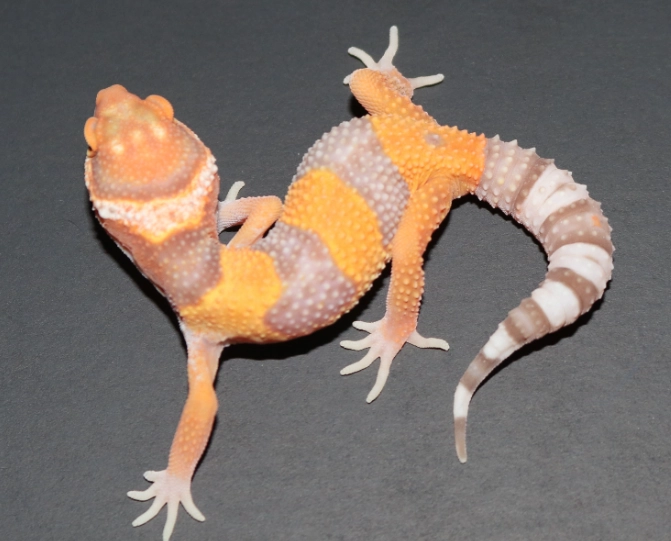 albino leopard gecko care albino leopard gecko care