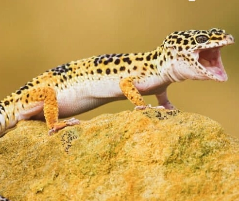 leopard gecko wild diet